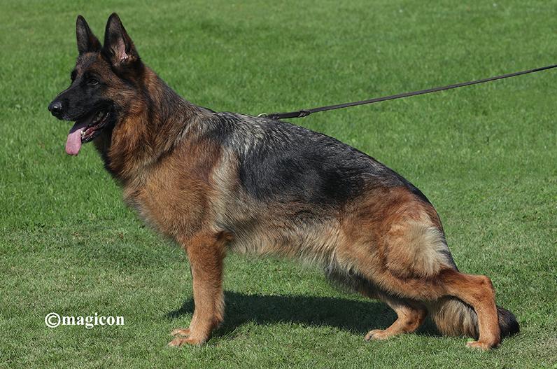 public/dog_images/879/1761227899.V02_Navy du Val DAnzin.jpg